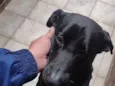 Lupito