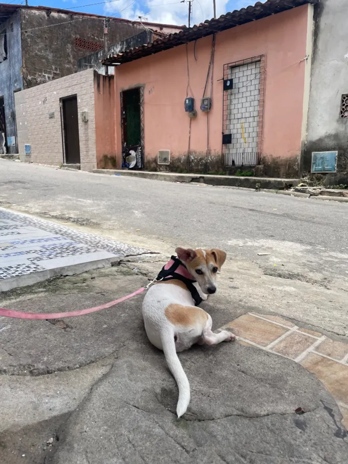 Cachorro raça SRD-ViraLata idade 7 a 11 meses nome Suzy 