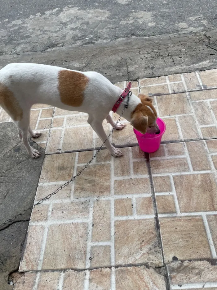 Cachorro raça SRD-ViraLata idade 7 a 11 meses nome Suzy 