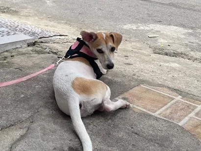 Cachorro raça SRD-ViraLata idade 7 a 11 meses nome Suzy 