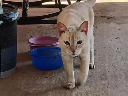 Gato raça Siamês idade 1 ano nome não sei