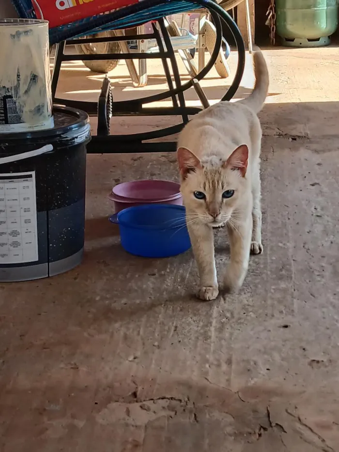 Gato raça Siamês idade 1 ano nome não sei