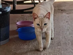 Gato raça Siamês idade 1 ano nome não sei