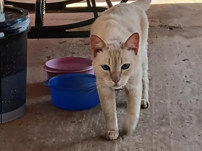 Gato raça Siamês idade 1 ano nome não sei