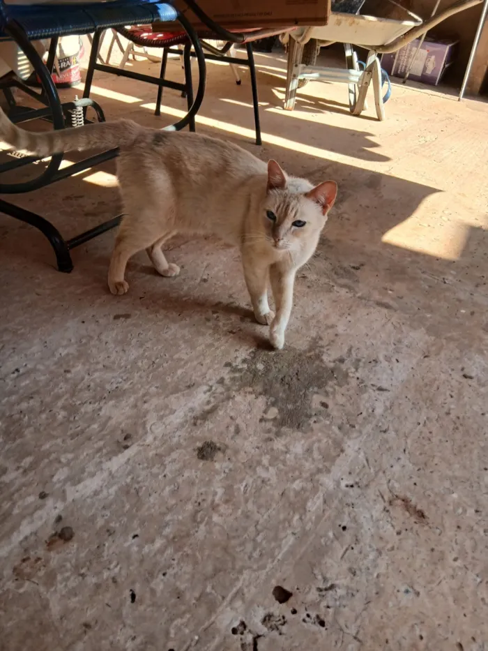 Gato raça Siamês idade 1 ano nome não sei