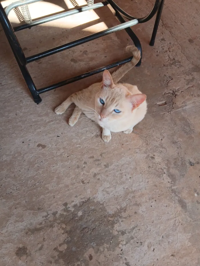 Gato raça Siamês idade 1 ano nome não sei