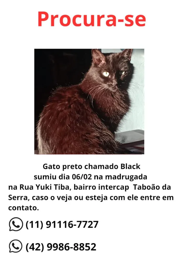 Gato raça SRD-ViraLata idade 6 ou mais anos nome Black