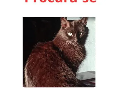 Gato raça SRD-ViraLata idade 6 ou mais anos nome Black