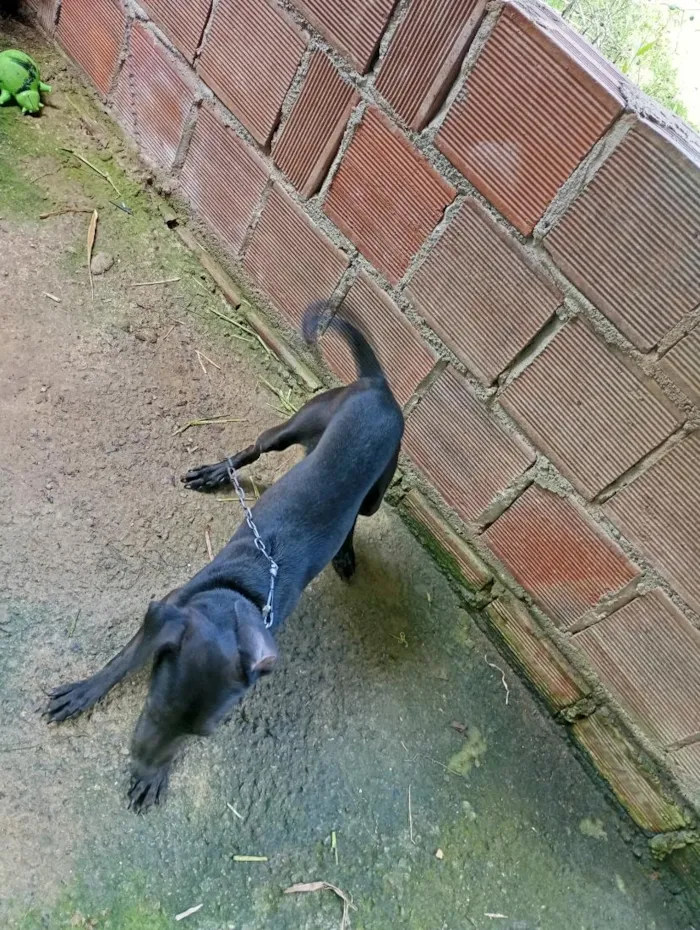 Cachorro raça Basset-Cofap idade 7 a 11 meses nome Thor 
