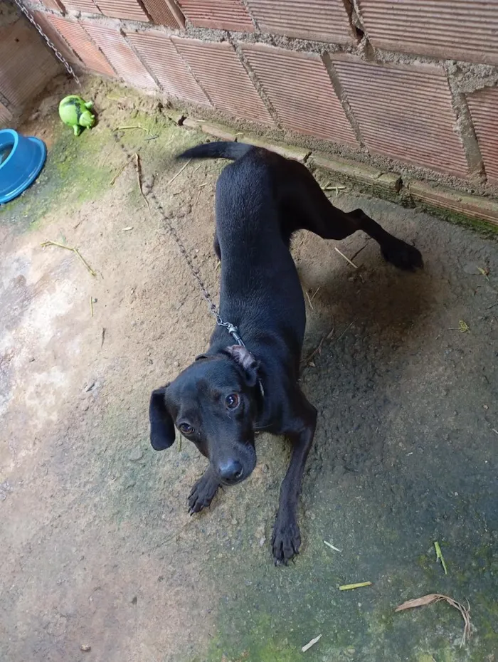 Cachorro raça Basset-Cofap idade 7 a 11 meses nome Thor 