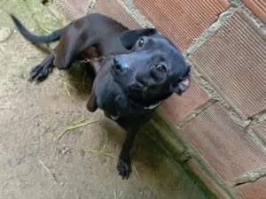 Cachorro raça Basset-Cofap idade 7 a 11 meses nome Thor 