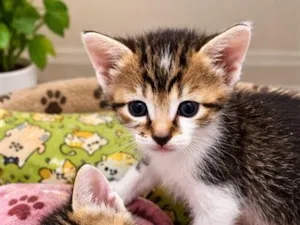 Gato raça SRD-ViraLata idade 2 a 6 meses nome Filhotes