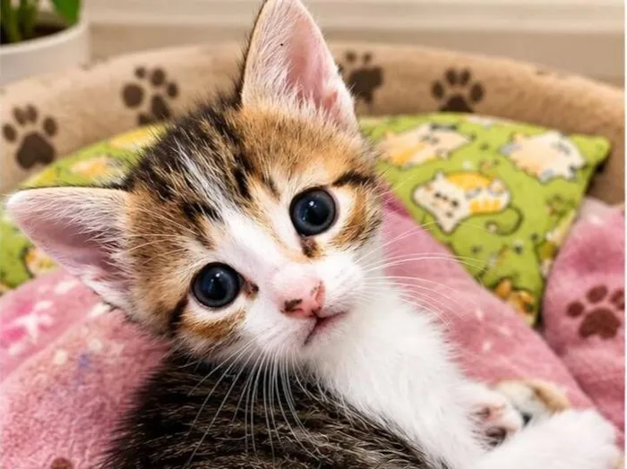 Gato raça SRD-ViraLata idade 2 a 6 meses nome Filhotes