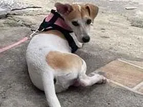 Cachorro raça SRD-ViraLata idade 7 a 11 meses nome Suzy 