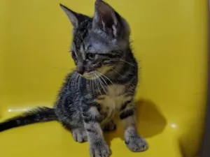 Gato raça SRD-ViraLata idade 2 a 6 meses nome Gato