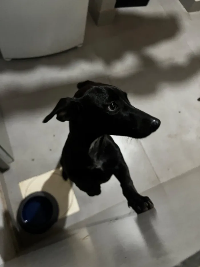 Cachorro raça SRD-ViraLata idade 2 a 6 meses nome Pretinho