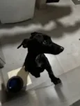 Pretinho