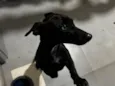 Pretinho