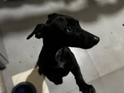 Cachorro raça SRD-ViraLata idade 2 a 6 meses nome Pretinho