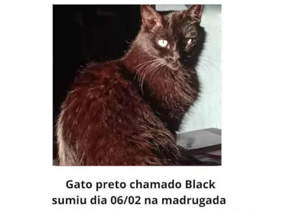 Gato raça SRD-ViraLata idade 6 ou mais anos nome Black