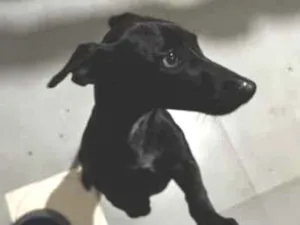 Cachorro raça SRD-ViraLata idade 2 a 6 meses nome Pretinho