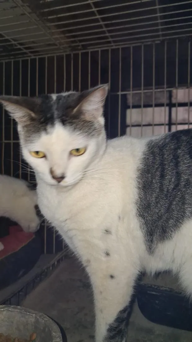 Gato raça SRD-ViraLata idade 3 anos nome Princesa e Bebel 