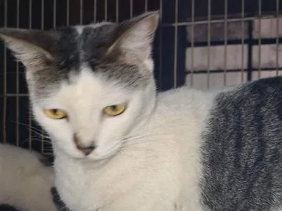 Gato raça SRD-ViraLata idade 3 anos nome Princesa e Bebel 