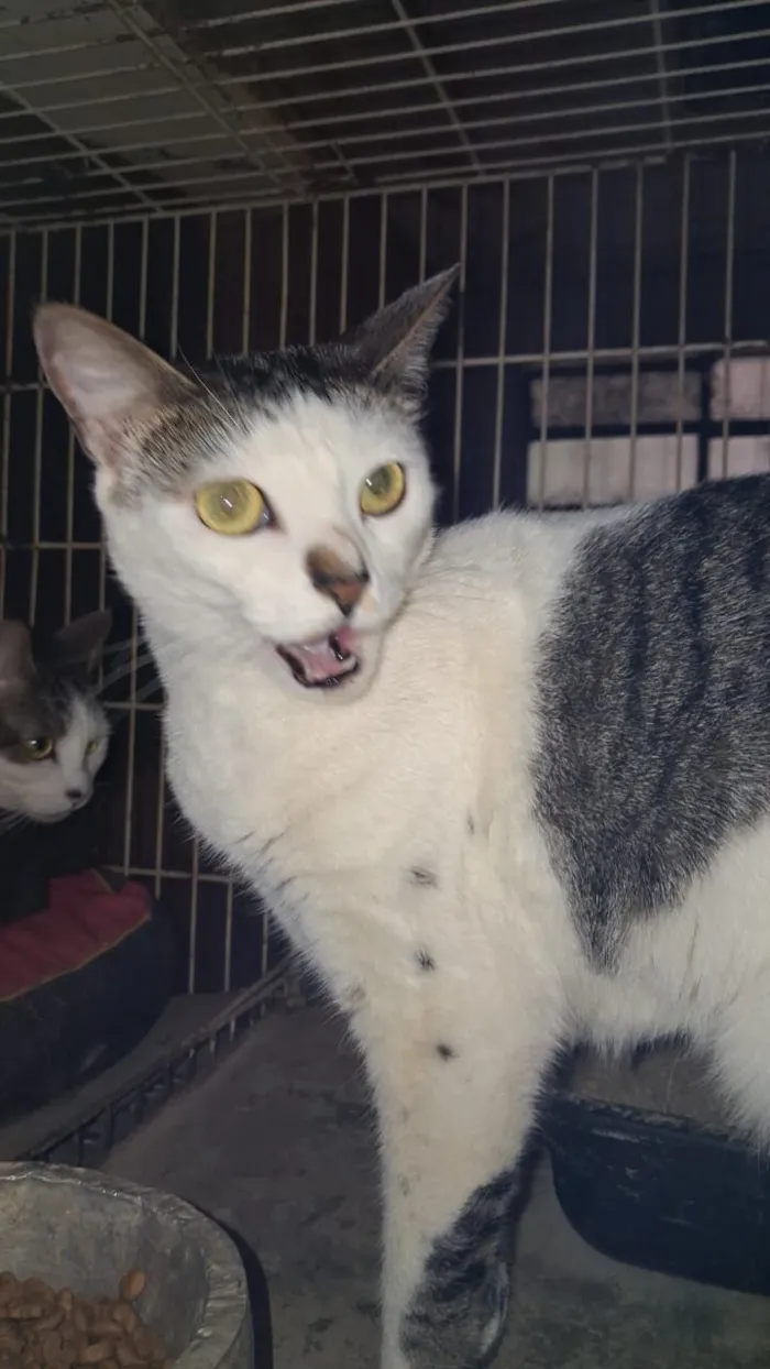 Gato raça SRD-ViraLata idade 3 anos nome Princesa e Bebel 