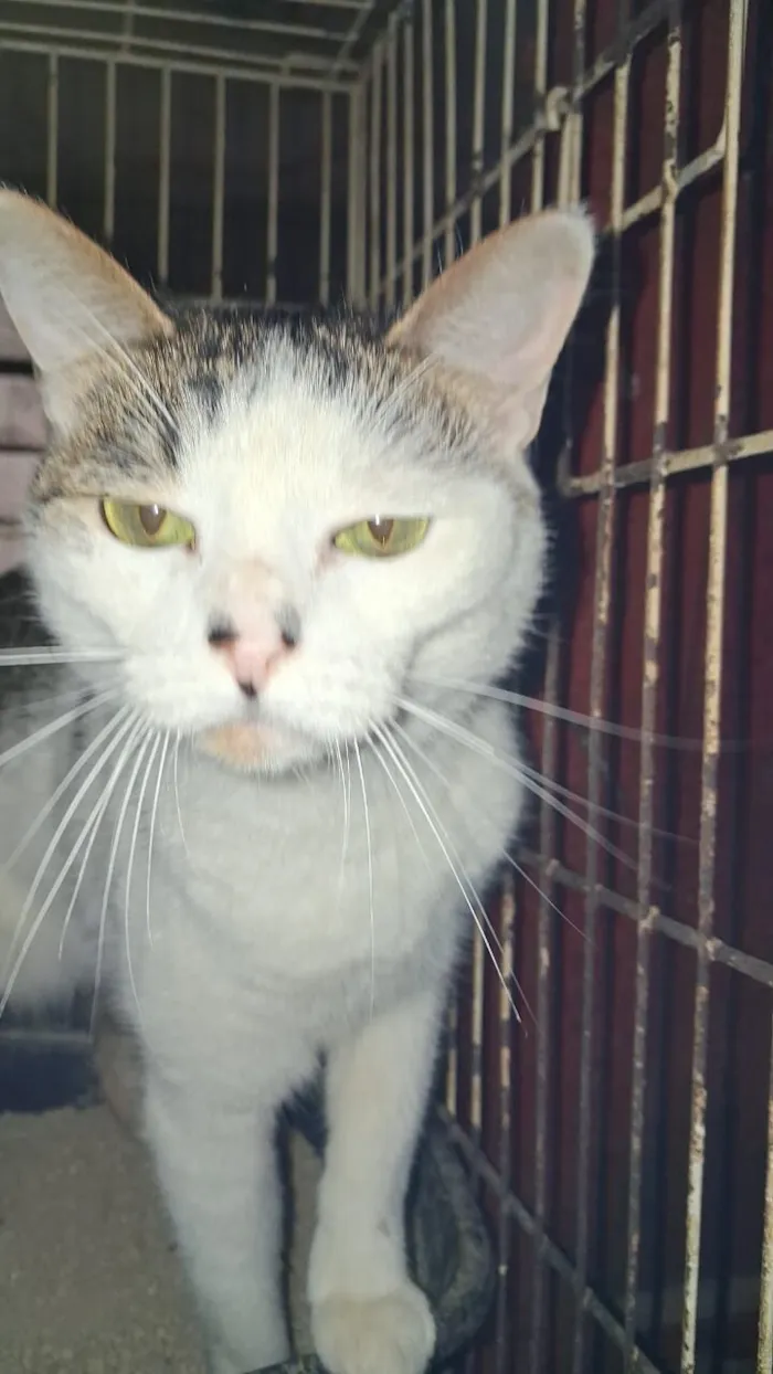 Gato raça SRD-ViraLata idade 3 anos nome Princesa e Bebel 