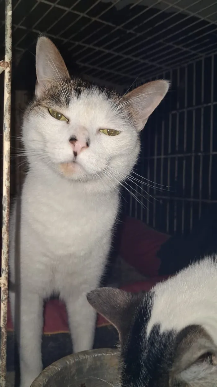 Gato raça SRD-ViraLata idade 3 anos nome Princesa e Bebel 