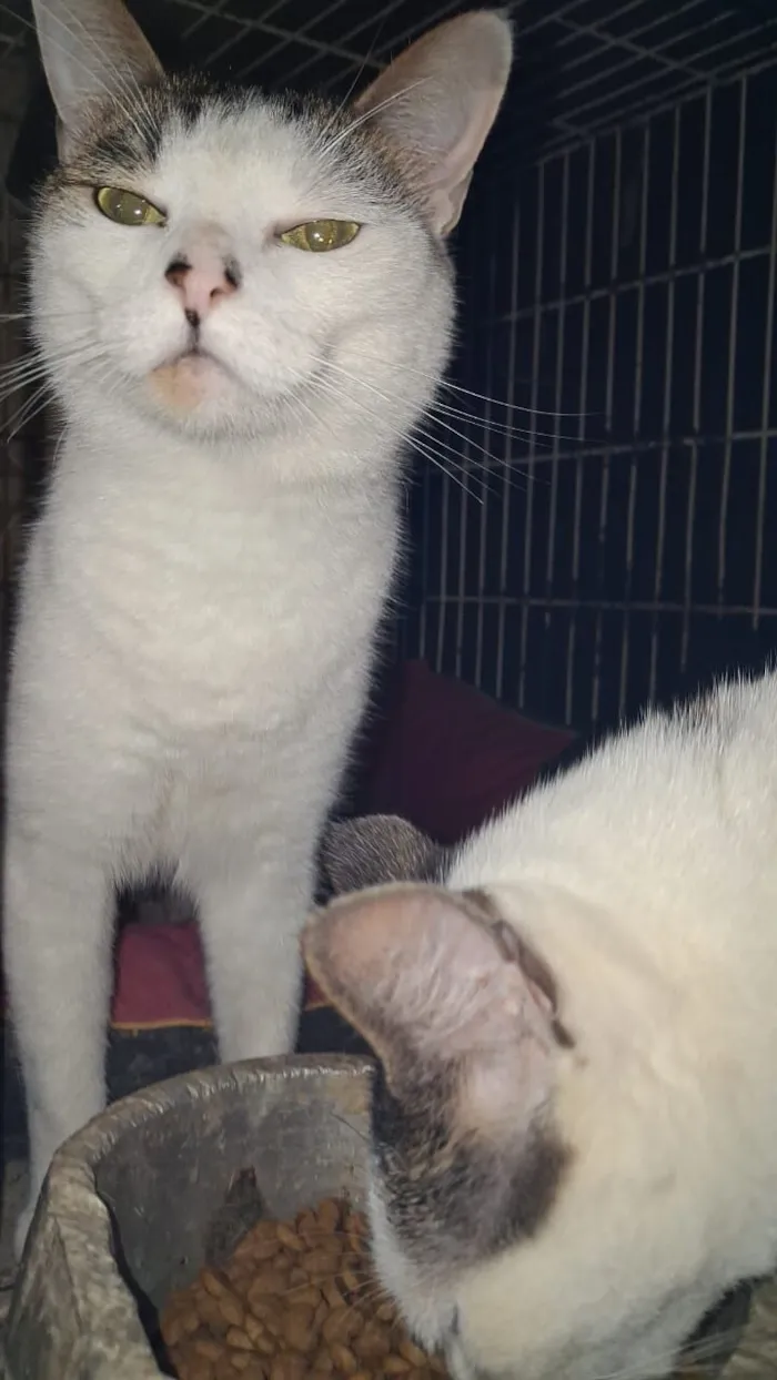 Gato raça SRD-ViraLata idade 3 anos nome Princesa e Bebel 
