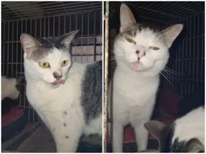 Gato raça SRD-ViraLata idade 3 anos nome Princesa e Bebel 