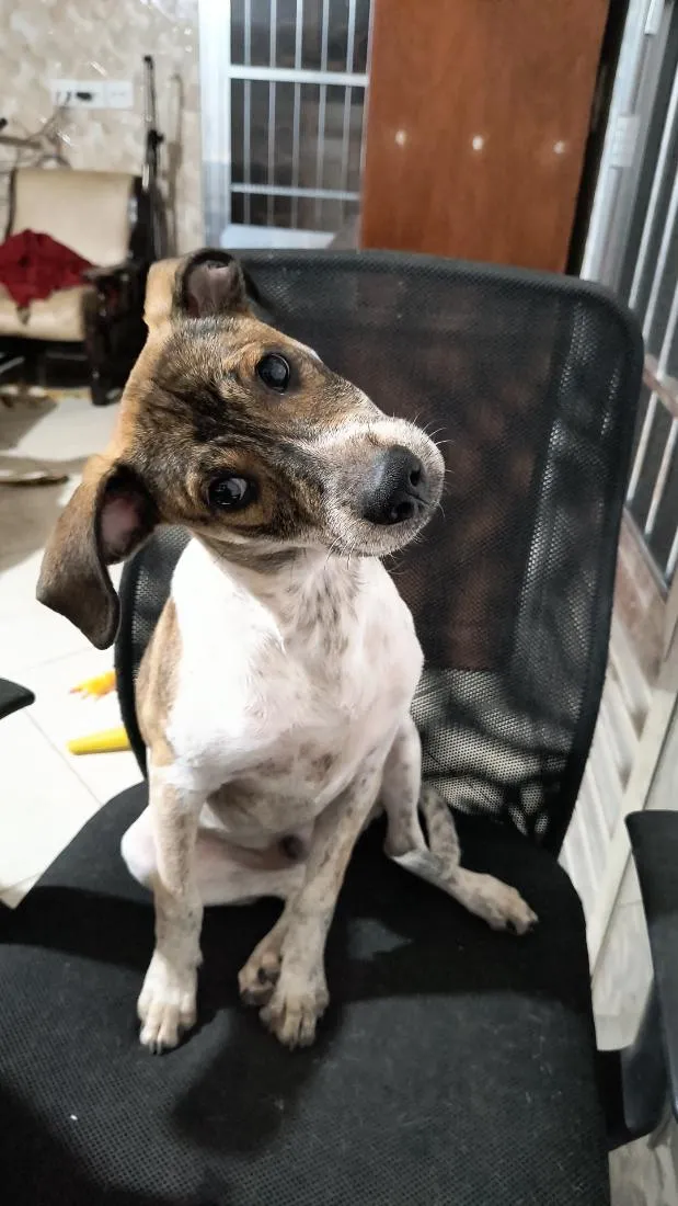 Cachorro raça SRD-ViraLata idade 2 a 6 meses nome Luke