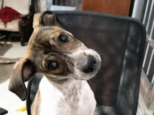 Cachorro raça SRD-ViraLata idade 2 a 6 meses nome Luke