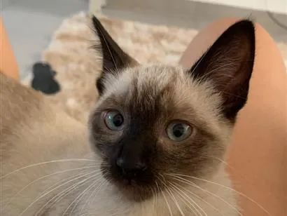 Gato raça Siamês idade 2 a 6 meses nome Tico