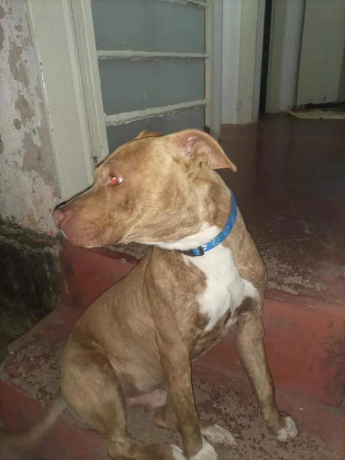 Cachorro raça Pit-Bull idade 3 anos nome Braddock