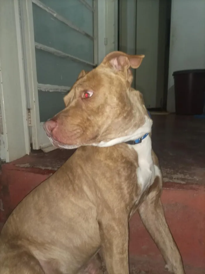Cachorro raça Pit-Bull idade 3 anos nome Braddock