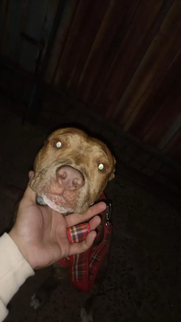 Cachorro raça Pit-Bull idade 3 anos nome Braddock
