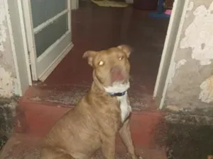 Cachorro raça Pit-Bull idade 3 anos nome Braddock