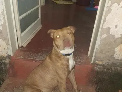 Cachorro raça Pit-Bull idade 3 anos nome Braddock