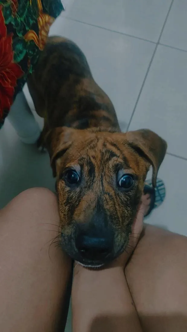 Cachorro raça SRD-ViraLata idade 2 a 6 meses nome layon 