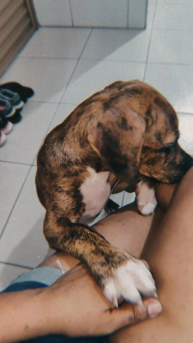 Cachorro raça SRD-ViraLata idade 2 a 6 meses nome layon 