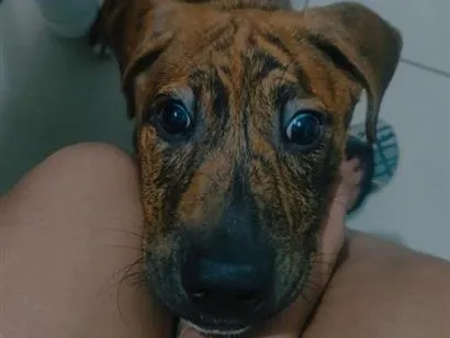 Cachorro raça SRD-ViraLata idade 2 a 6 meses nome layon 