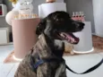 Alemão