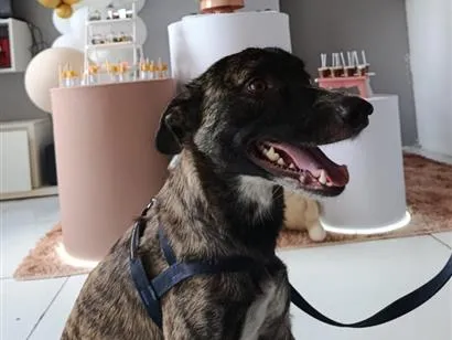 Cachorro raça SRD-ViraLata idade 2 anos nome Alemão