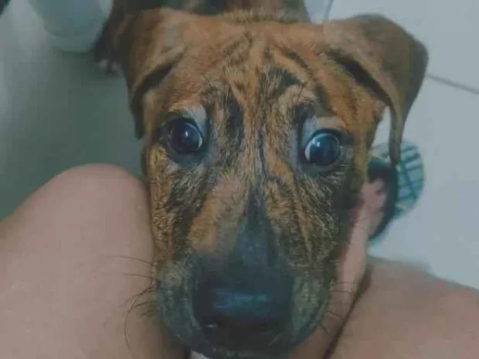 Cachorro raça SRD-ViraLata idade 2 a 6 meses nome layon 