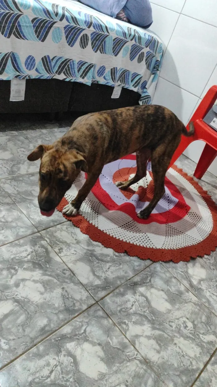 Cachorro raça SRD-ViraLata idade 2 a 6 meses nome layon 