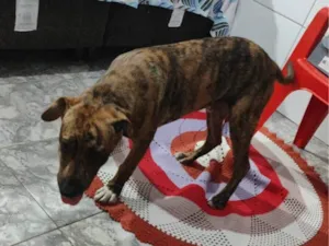Cachorro raça SRD-ViraLata idade 2 a 6 meses nome layon 