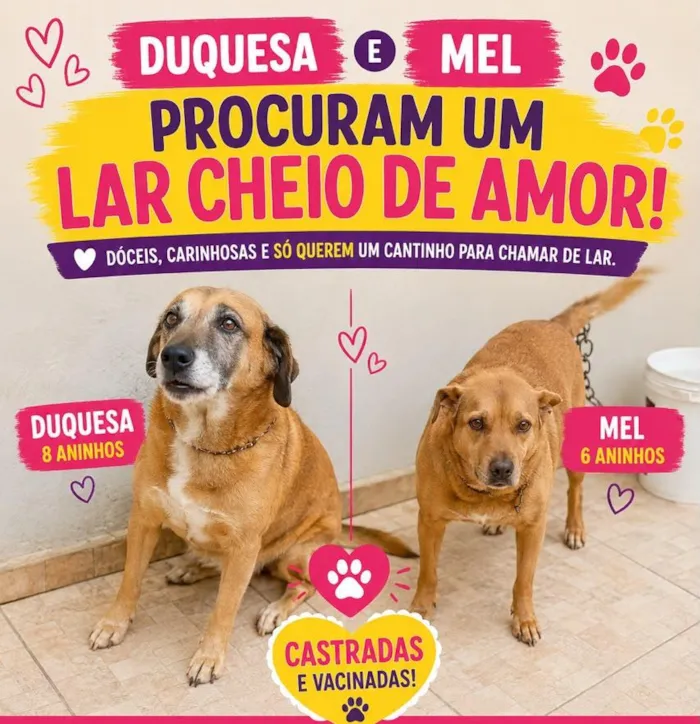 Cachorro raça SRD-ViraLata idade 6 ou mais anos nome Duquesa