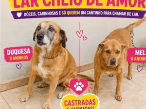 Cachorro raça SRD-ViraLata idade 6 ou mais anos nome Duquesa